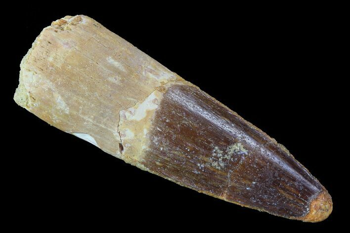 Real Spinosaurus Tooth - Dark Enamel Preservation #75130